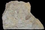 Rare Rielaspis Trilobite - Ontario, Canada #179441-1